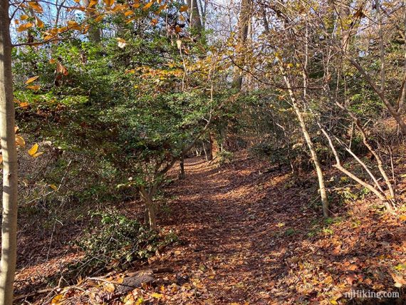 Branches overhanging a trail.