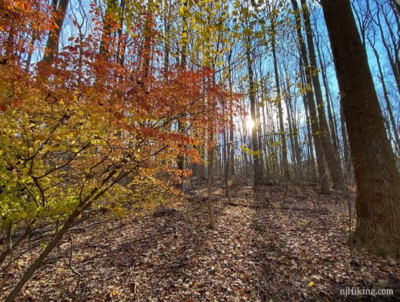 Lingering foliage