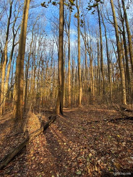 Tatum trees