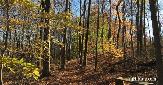 Fall foliage along a flat trail.