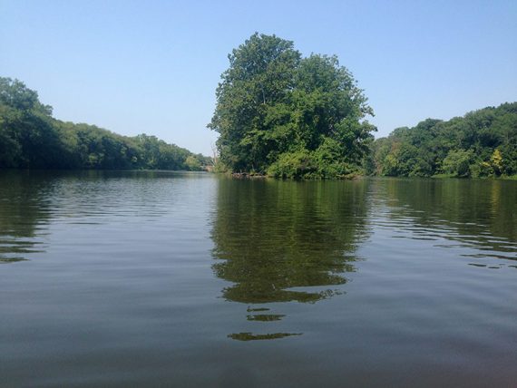 Trees on a small island on Carnegie Lake.