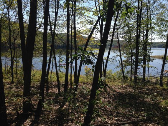 Looking through trees to a lake beyond.