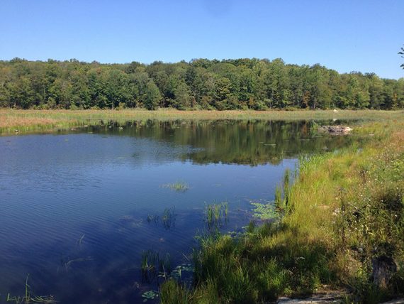 Vegetation at the far end of Splitrock Reservoir.