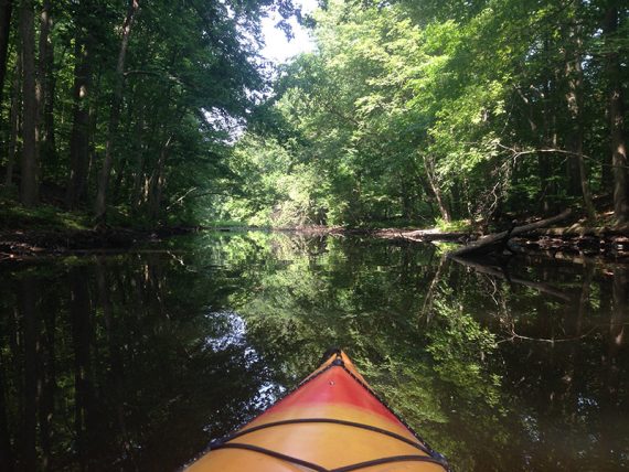 Kayak on a narrow flat stream with tall green trees arching over the water.