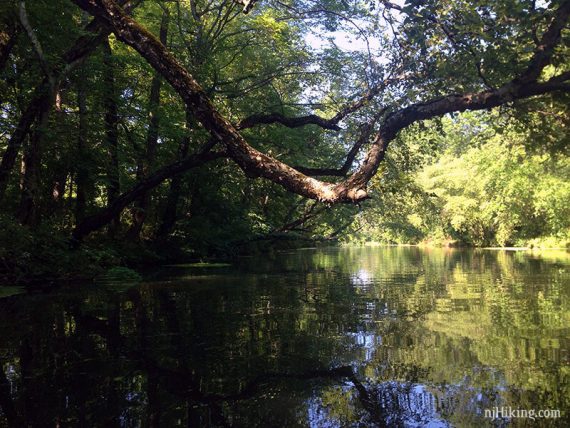 Arched branch handing over a canal.