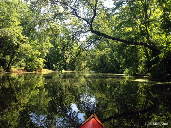 Trees hanging over a kayak in a canal.