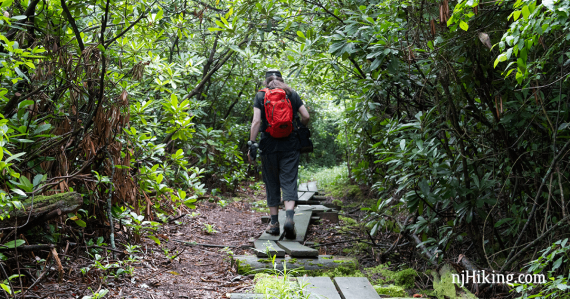 Hiker walking through a rhododendron tunnel.