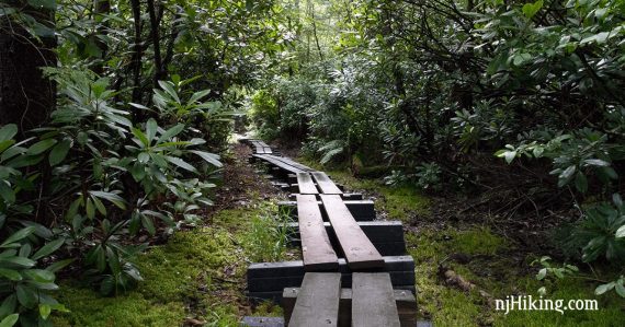 Long plank boardwalk with rhododendron on either side.