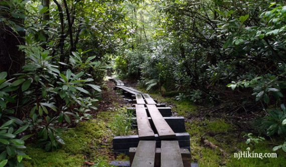 Long plank boardwalk on a trail in Wawayanda State Park's cedar swamp