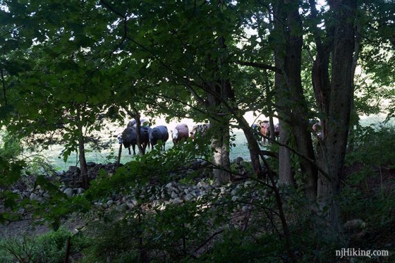 Farms along the Paulinskill Valley Trail.