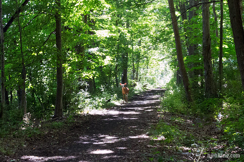 Biking Paulinskill Valley Warbasse Junction to Old Station