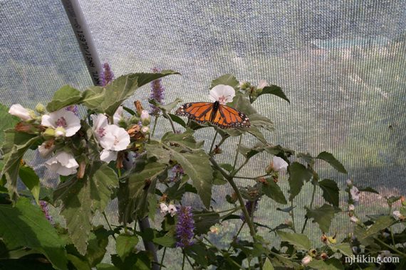 In the Butterfly House.