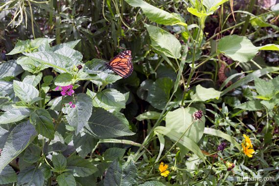 Monarch in the Butterfly House.