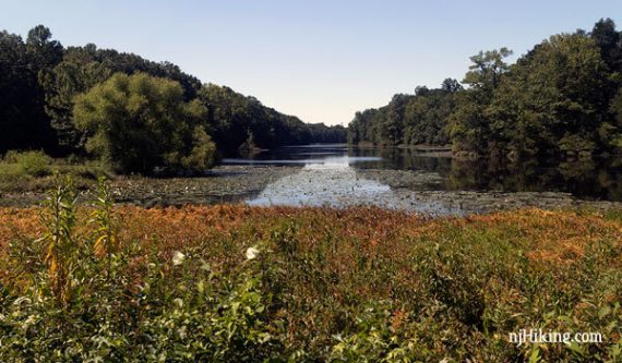 Davidsons Mill Pond with vegetation in the foreground and trees around the pond