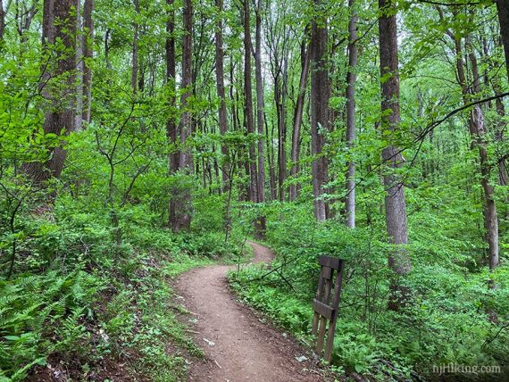 Curved packed dirt trail surrounded by vivid green trees.