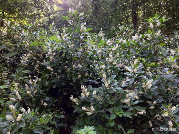 Bush with long cylindrical flowers