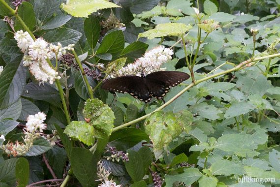 Butterfly on a bush