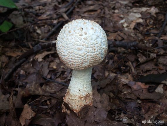 Lone white mushroom with circular top.