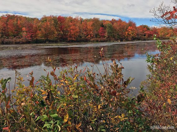 Tobyhanna Foliage