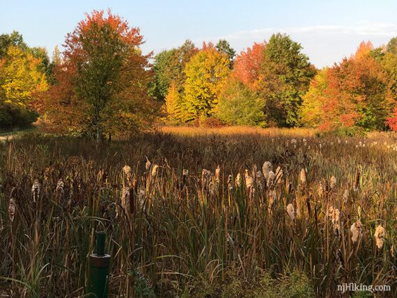 Great Swamp