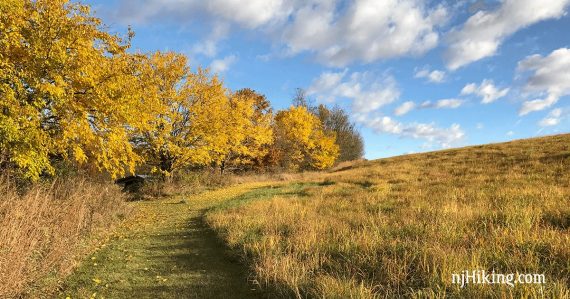 Bright yellow foliage along a trail mowed through low grass.