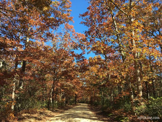 Wide, flat, sand trail with tall brightly colored trees towering overhead.