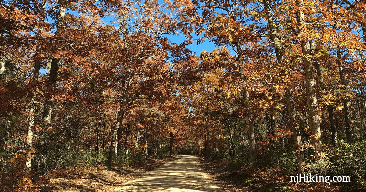 Wide, flat, sand trail with tall brightly colored trees towering overhead.