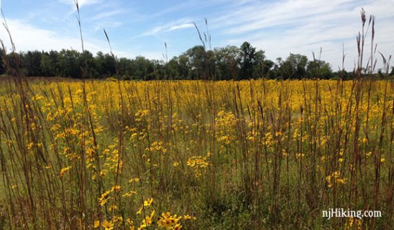 Negri-Nepote Native Grassland