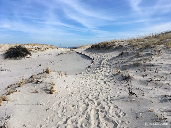 Sand dunes with footprints along Reed's Trail