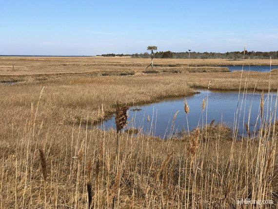 Marsh and osprey platform at Spizzle Creek