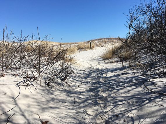 Sandy path of the Cranberry Trail