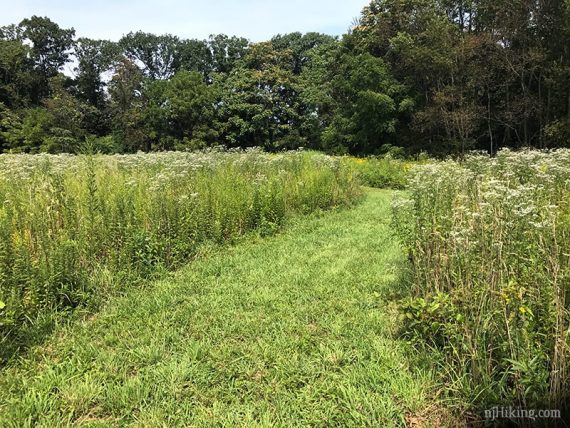 Helyar Maze moved through a field.