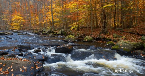 Orange and yellow foliage beyond a stream rushing over rocks.