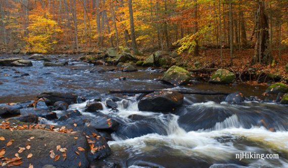 Stream rushing over rocks surrounded by fall foliage.