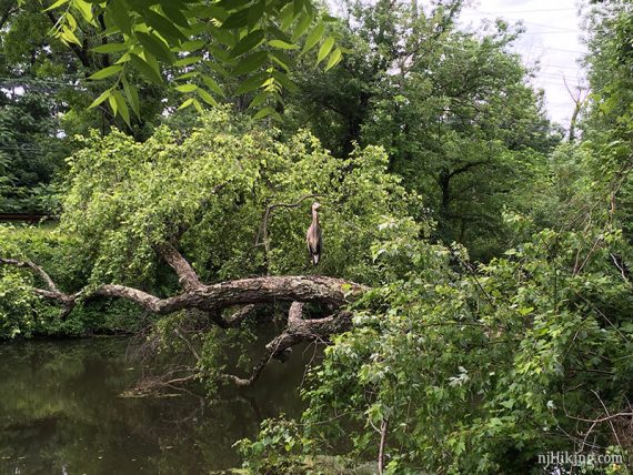 Great Blue Heron