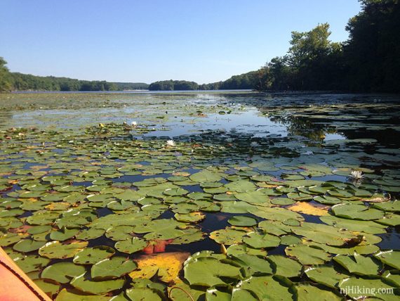 Abundent lily pads on a lake.