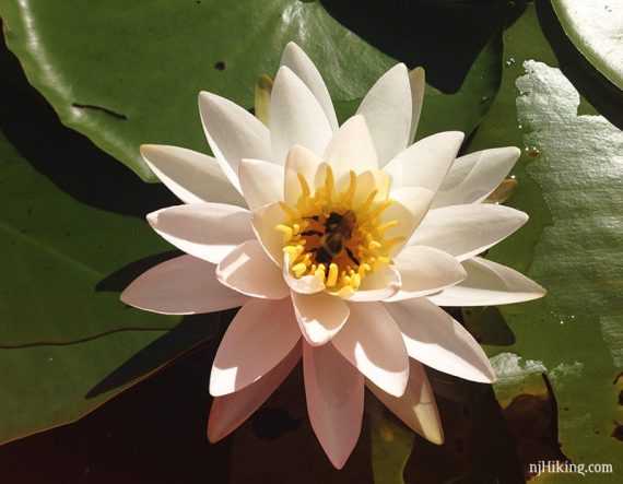 Close up of a white flower on a lily pad.