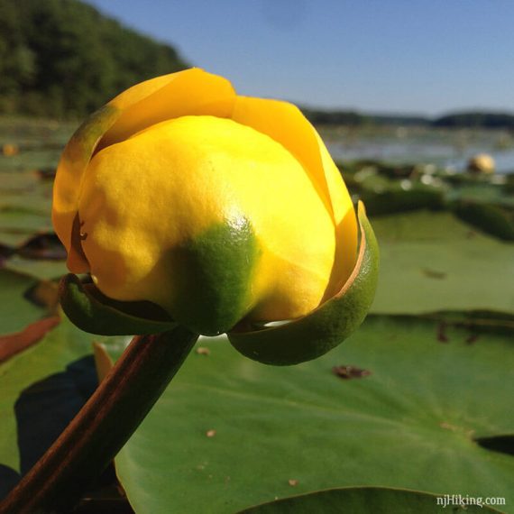 Close up of a yellow flower of a lily pad.