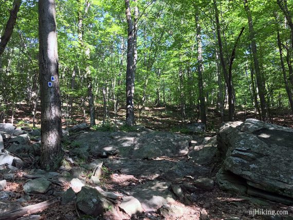 Blue blazes on a rocky trail.