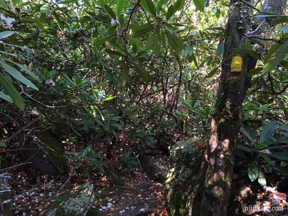 Yellow trail maker in a rhododendron tunnel