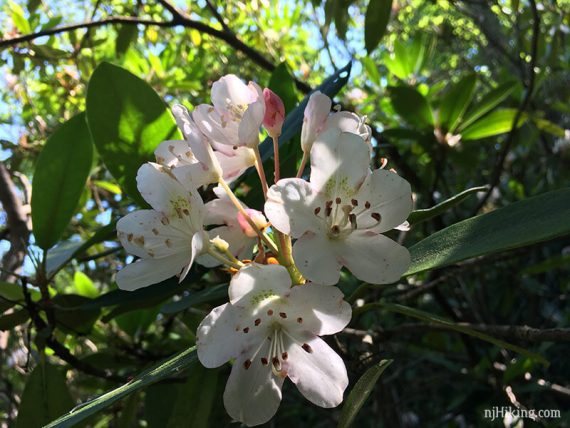 Rhododendron bloom