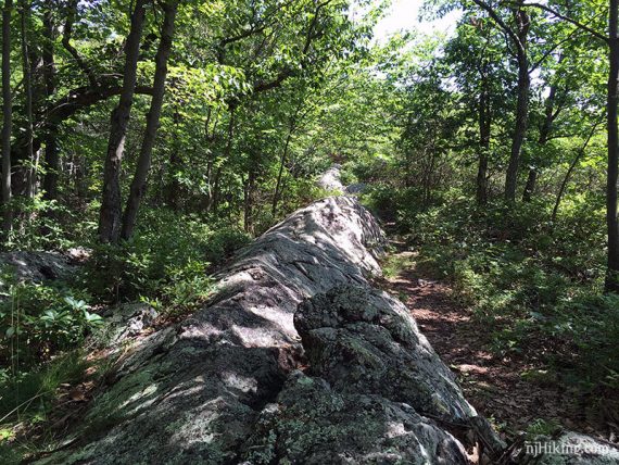 Long pointed slab of rock on a trail.