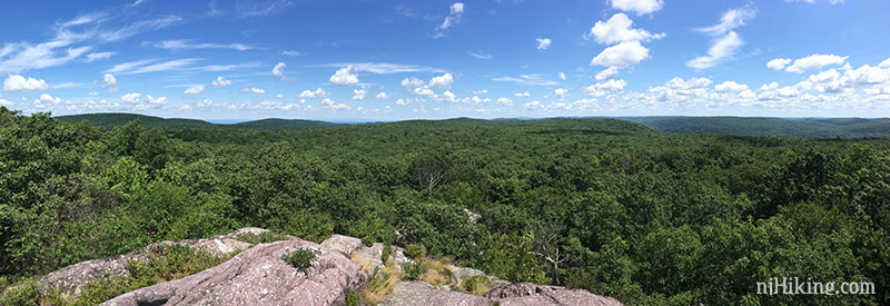 Wide panoramic view of green trees.