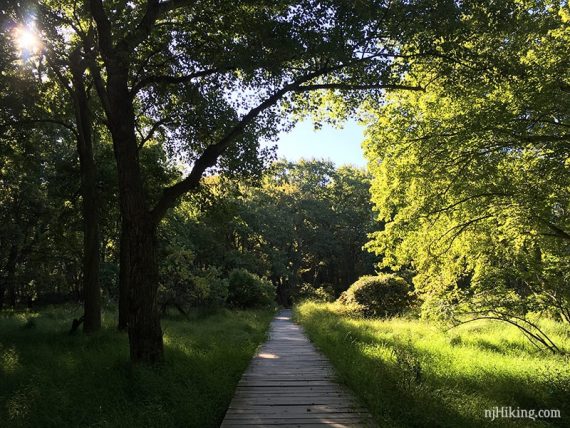 Wooden planks on a trail surrounded by grasses.