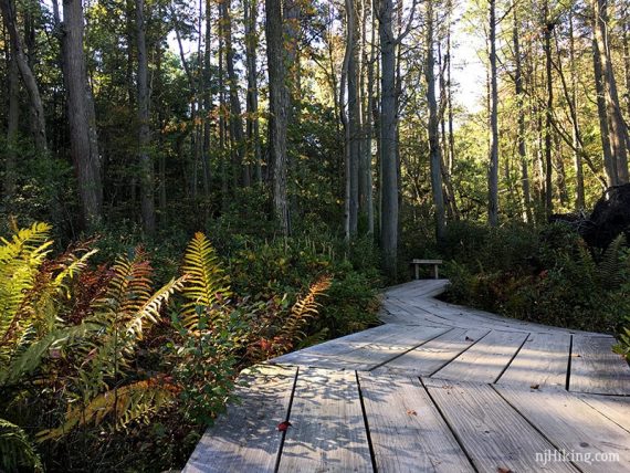 Low perspective over a wooden boardwalk in a cedar swamp.