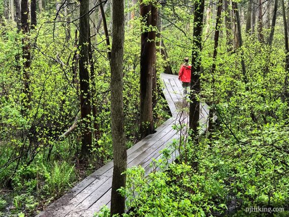 Hiker walking on a curved wooden boardwalk in a forest.