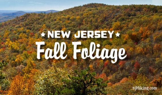 Foliage Chart New England