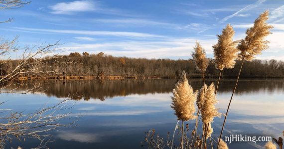 Leafless trees reflected in a blue lake with a bunch of cattails in the foreground.