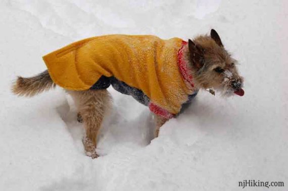 Dog wearing fleece coat in the snow.