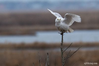 Snowy Owls in New Jersey | njHiking.com